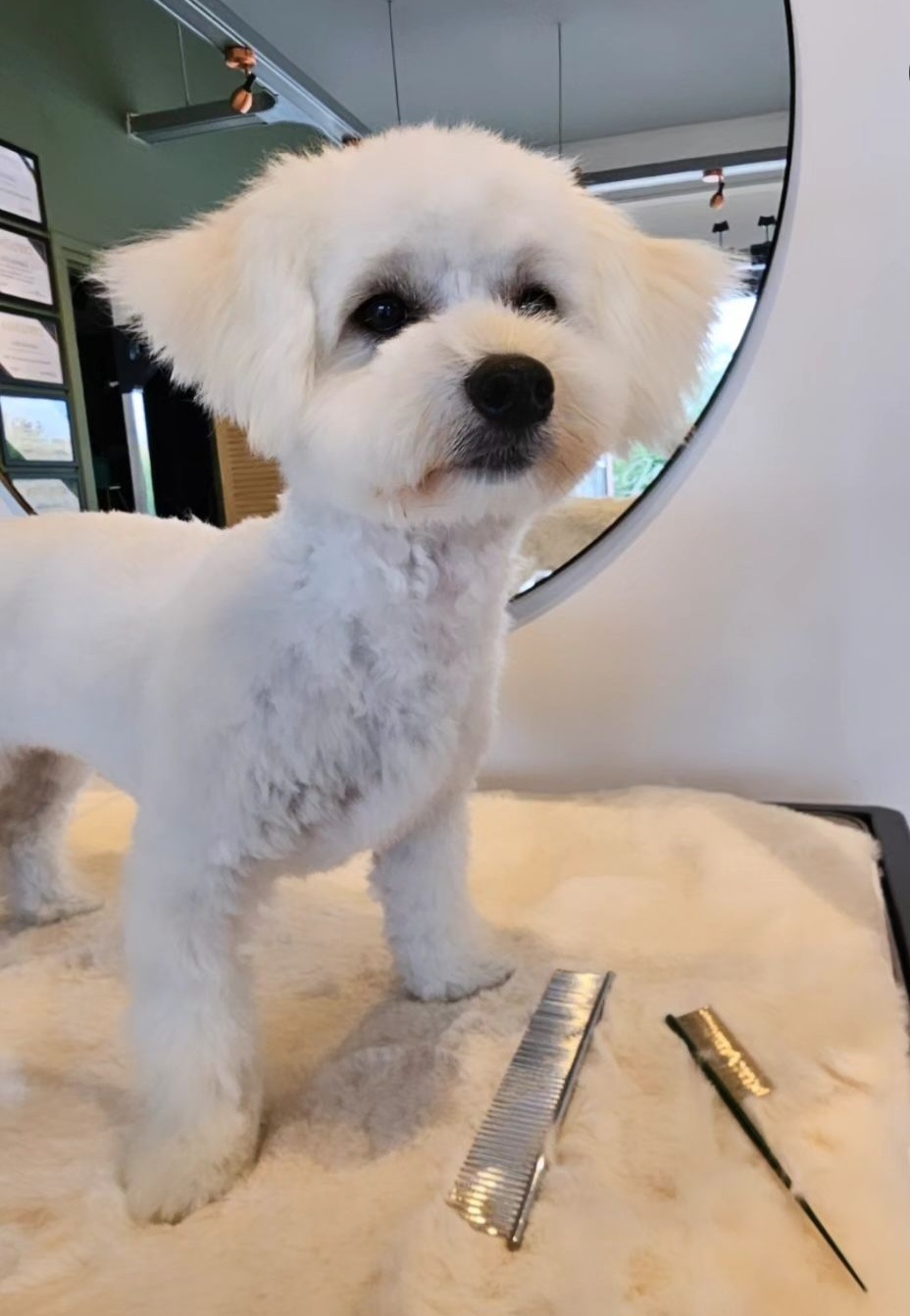 Een wit hondje, net getrimd, op de trimtafel voor de ronde spiegel