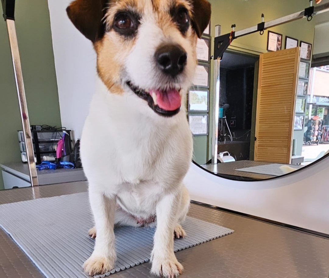 Een Jack Russell zit vrolijk op de trimtafel voor de ronde spiegel