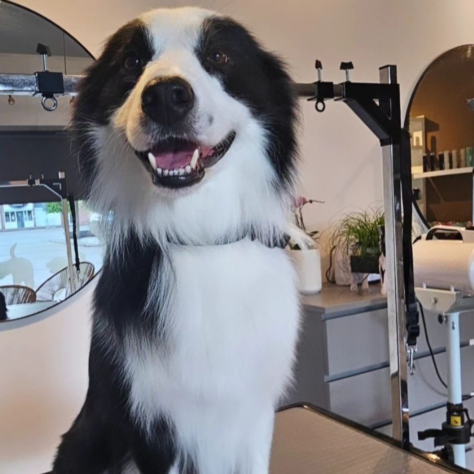 Een border collie zit op de trimtafel voor de ronde spiegel