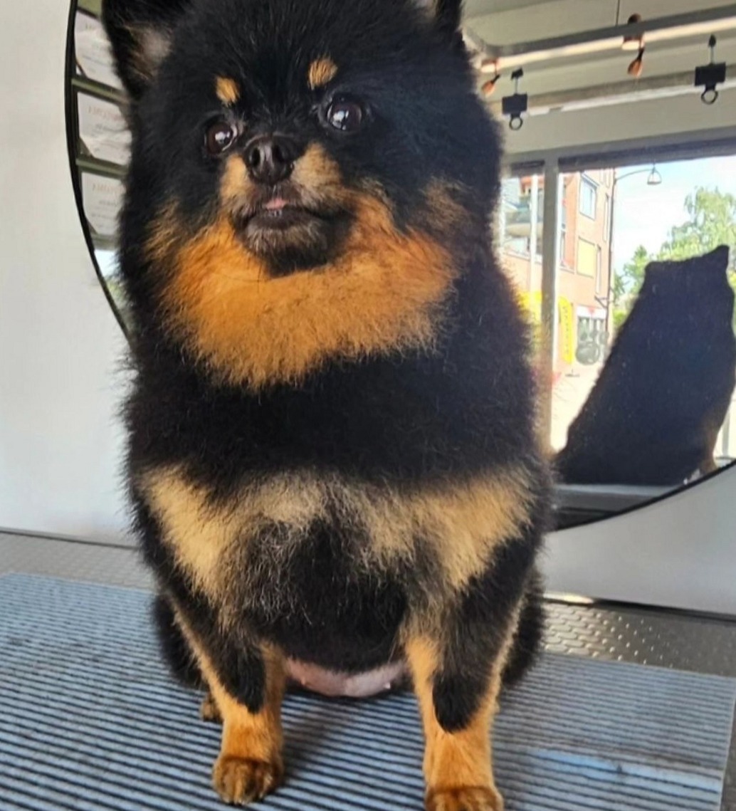 Een zwart met bruin hondje zit rustig op de trimtafel