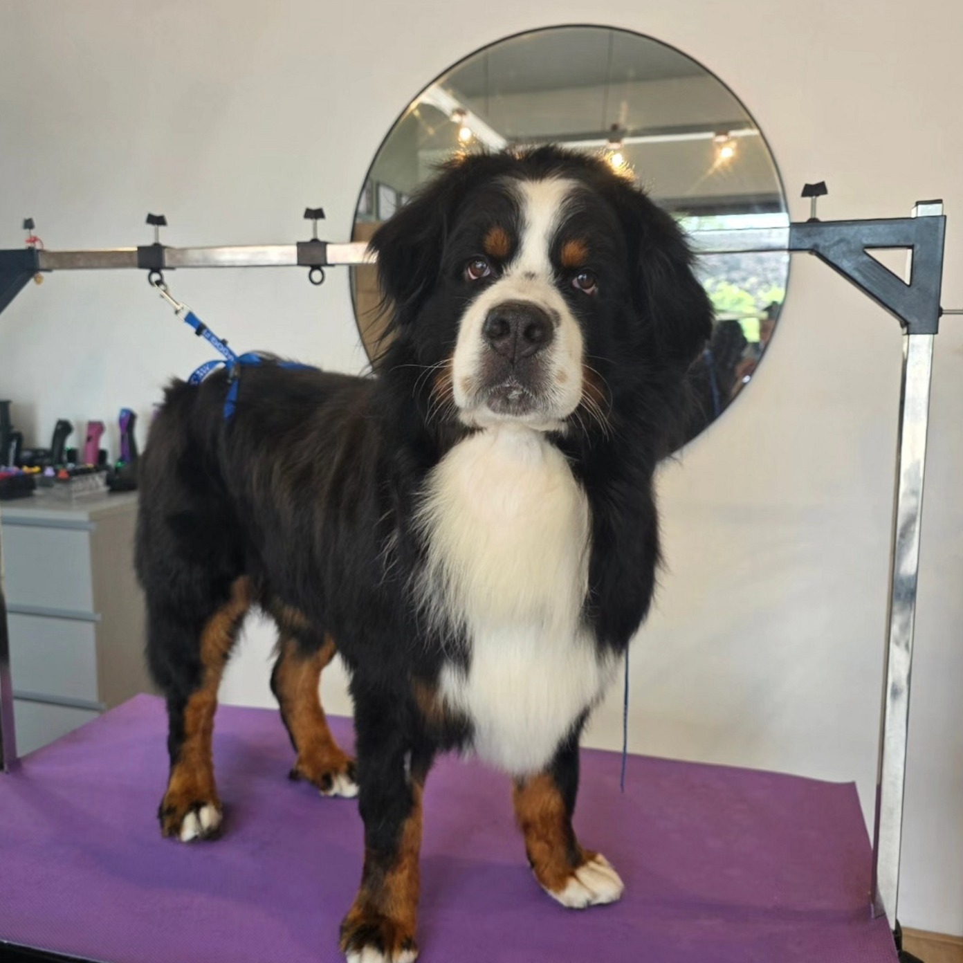 Henk op de trimtafel na de beurt