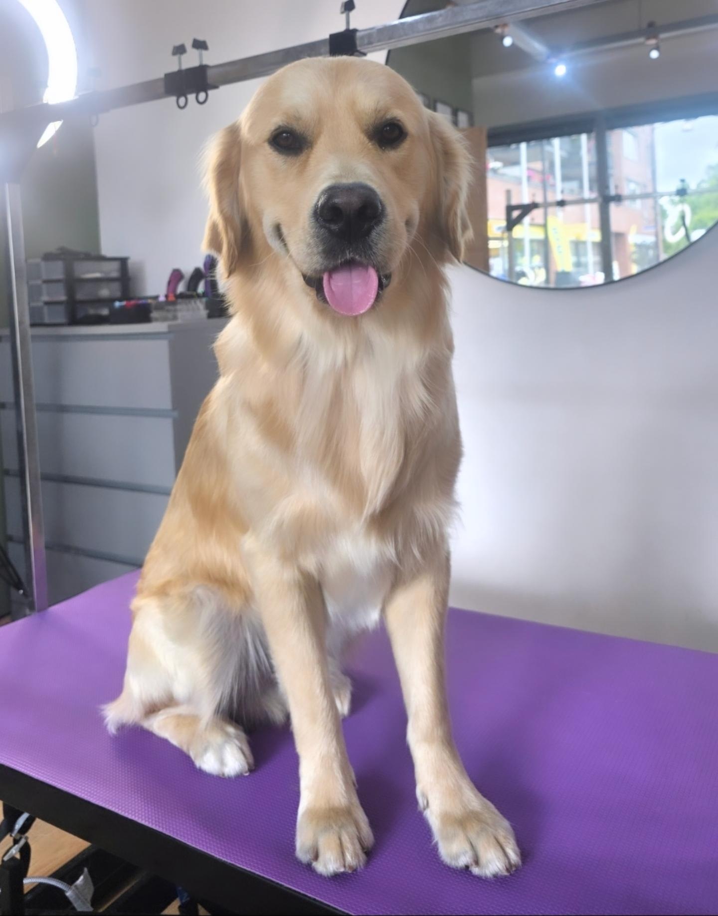 Een golden retriever zit op de trimtafel na zijn beurt