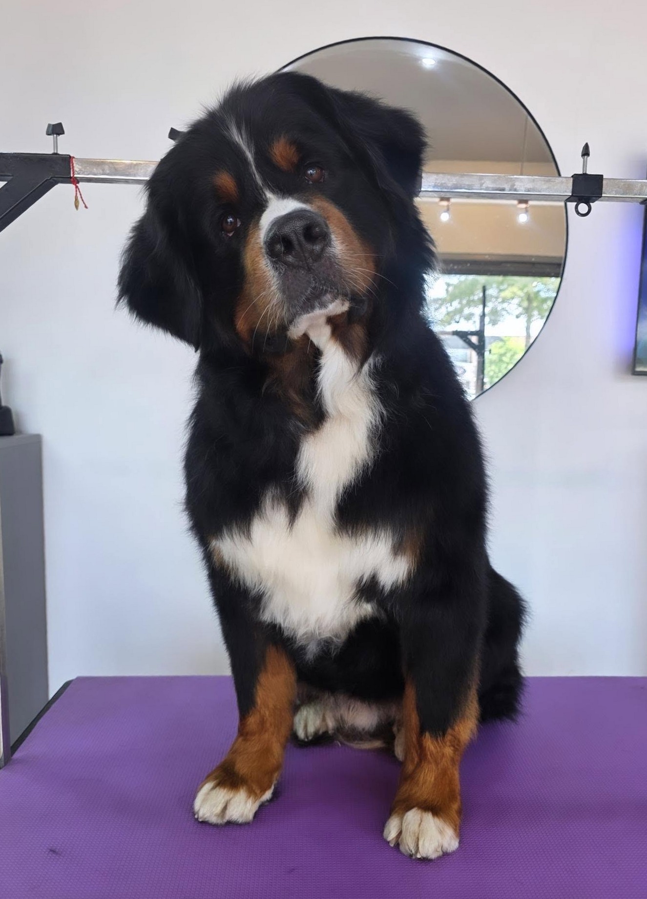 Zeus op de trimtafel na de beurt