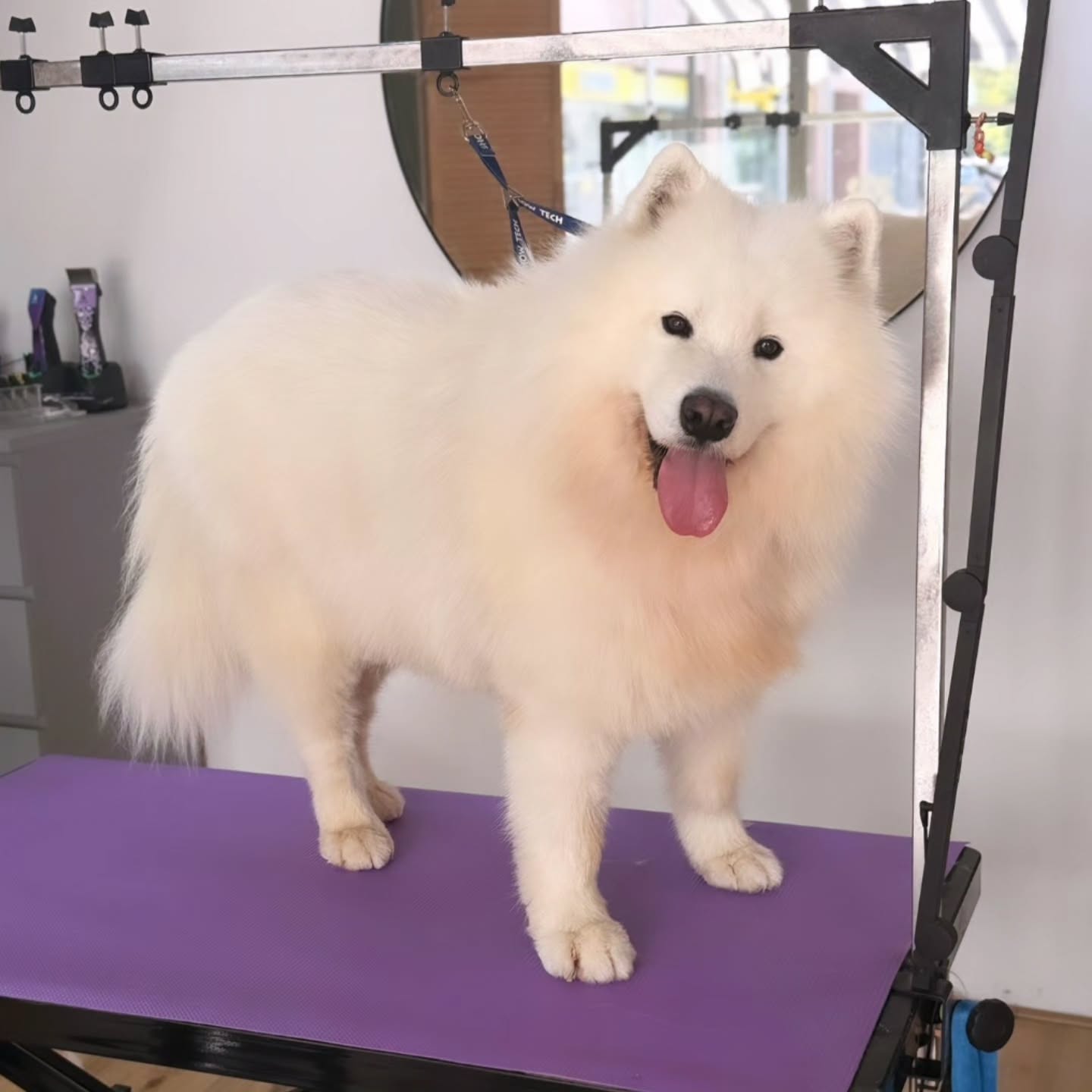 Enzo op de trimtafel na de beurt