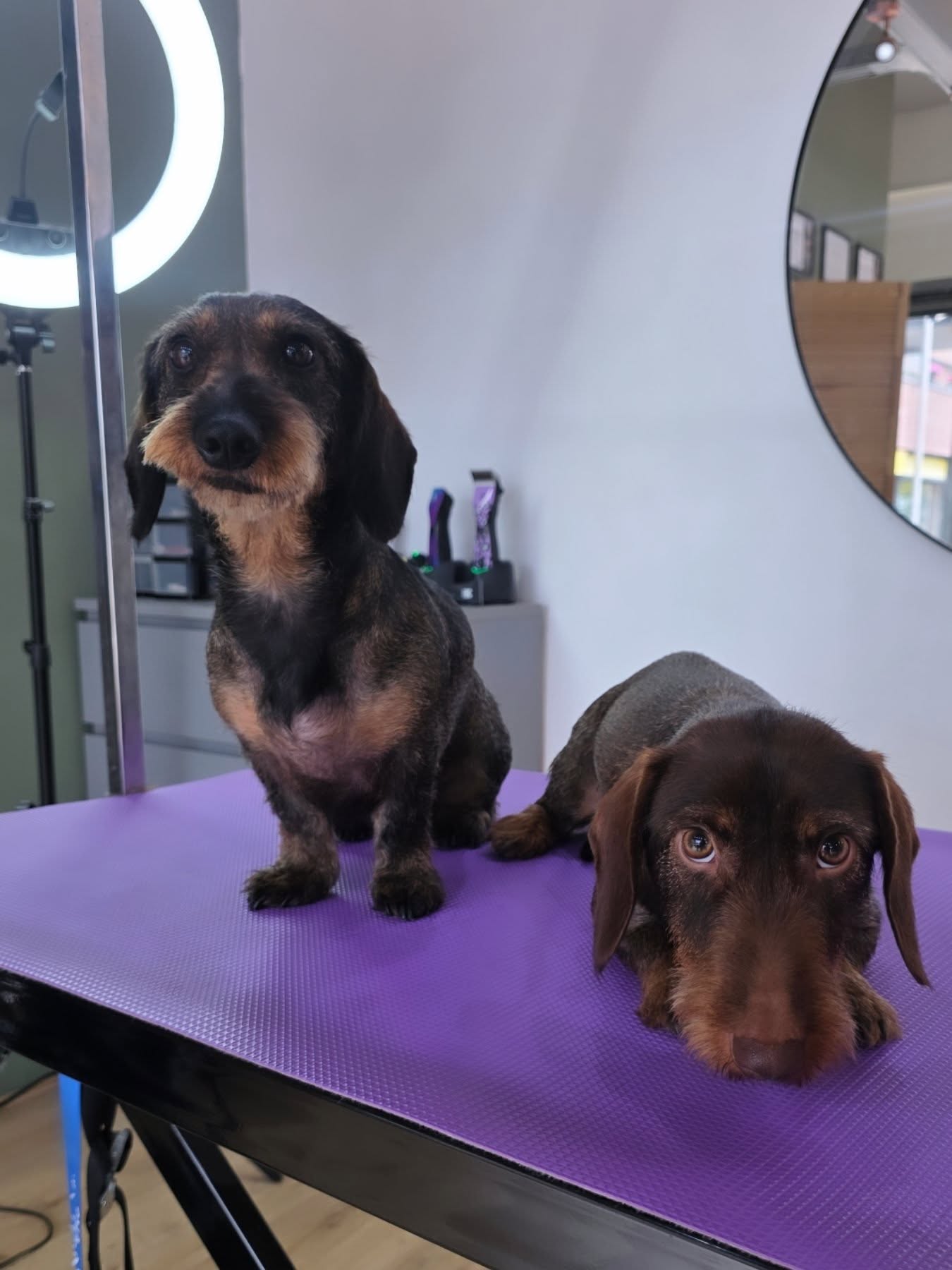 Lotje & Suus op de trimtafel na de beurt