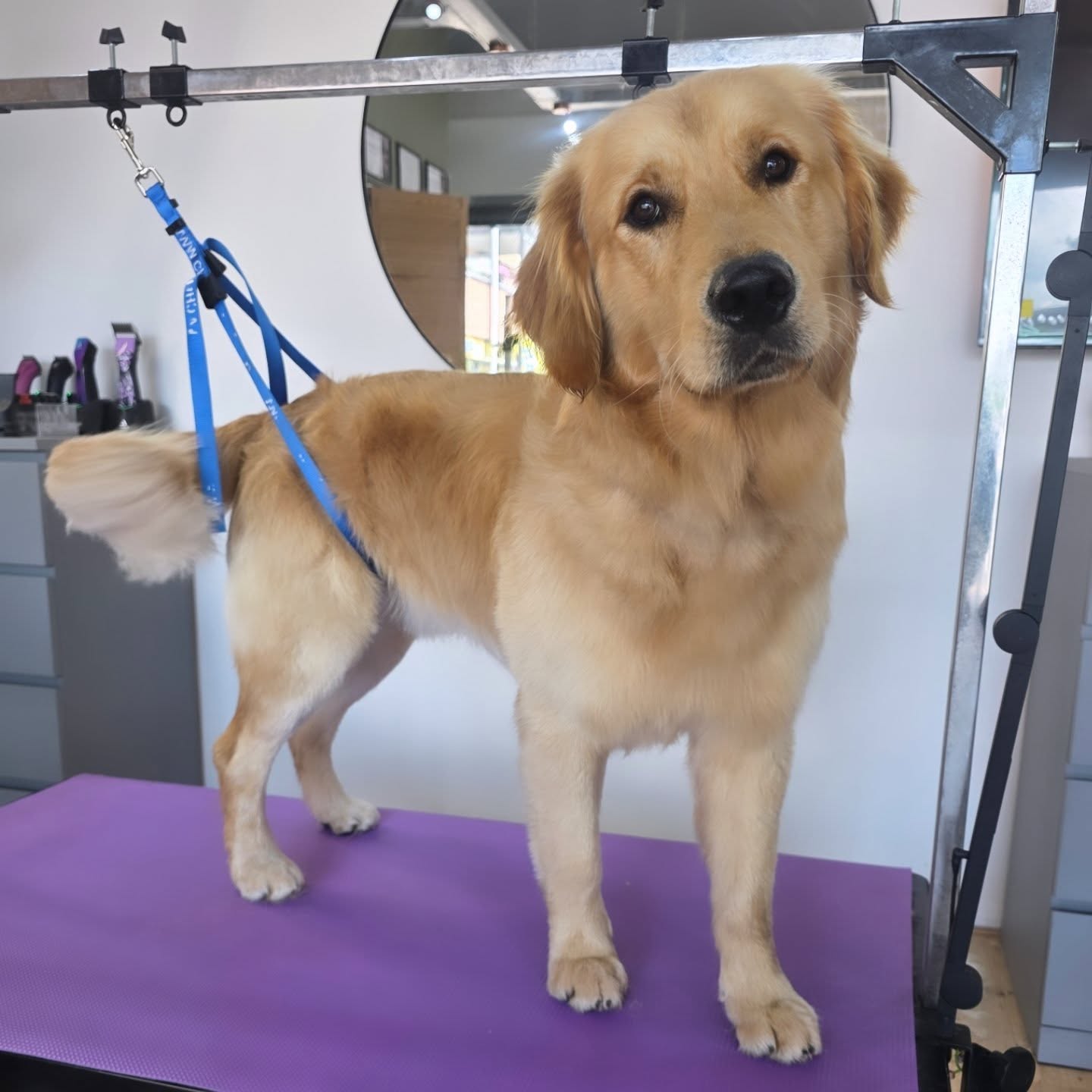 Teun op de trimtafel na de beurt