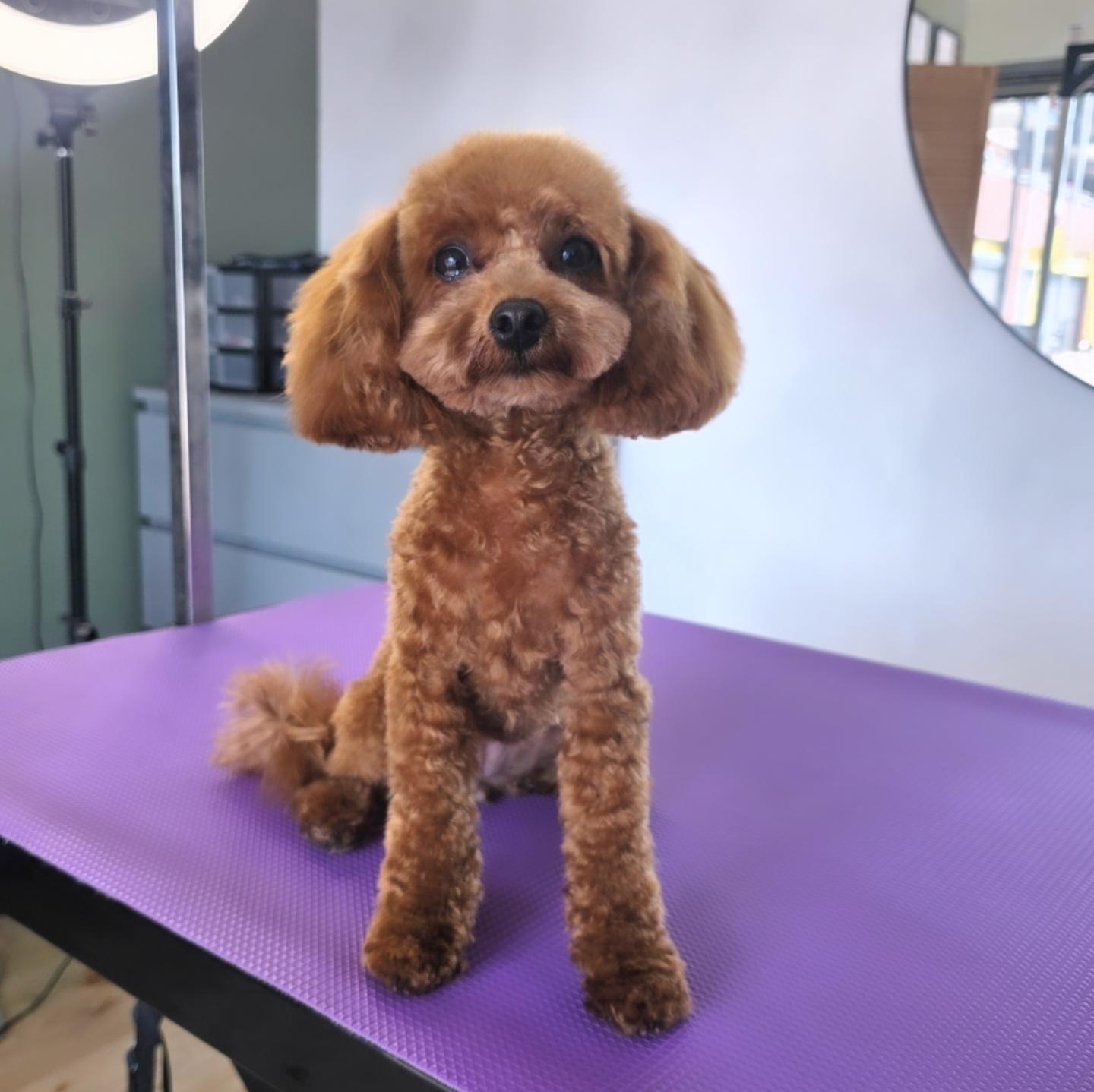 Luna op de trimtafel na de beurt
